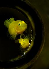 20_Trimma stobbsi_(Yellowhead_dwarf_goby)